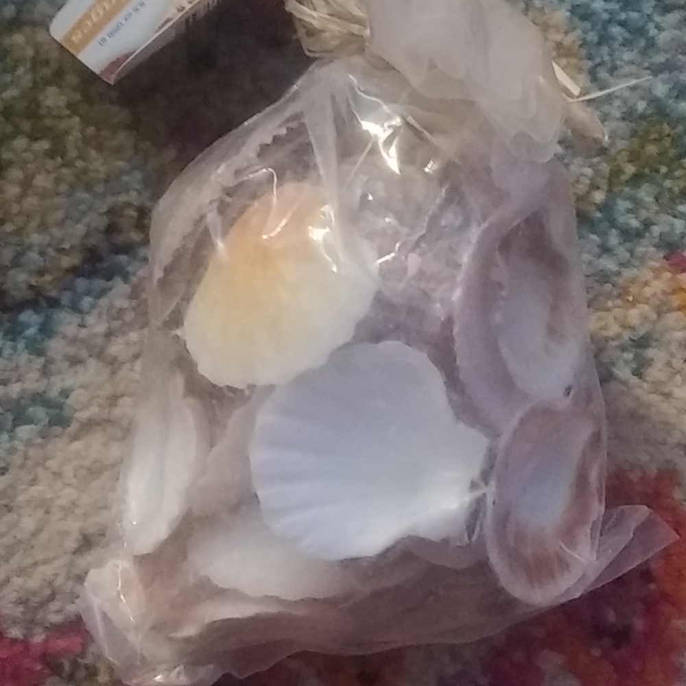 Seashells - Picture 2 of 3